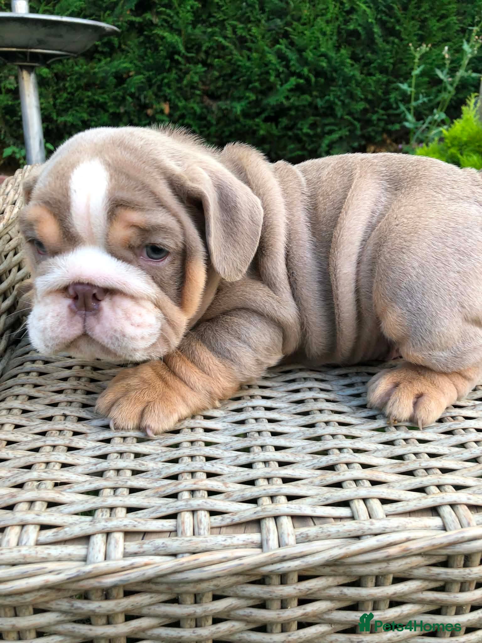 English Bulldog dogs English bulldog puppies - Advert 5
