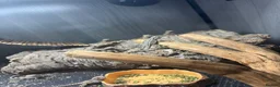 Bearded Dragon reptiles for sale: Baby Bearded Dragons  in Didcot - Advert 13