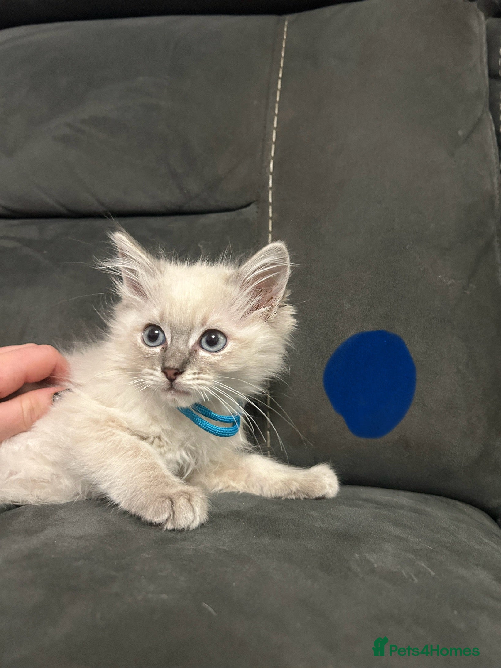 Ragdoll cats Totally adorable pure Ragdoll boys - Advert 1