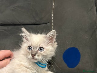 Ragdoll cats Totally adorable pure Ragdoll boys - Advert 1