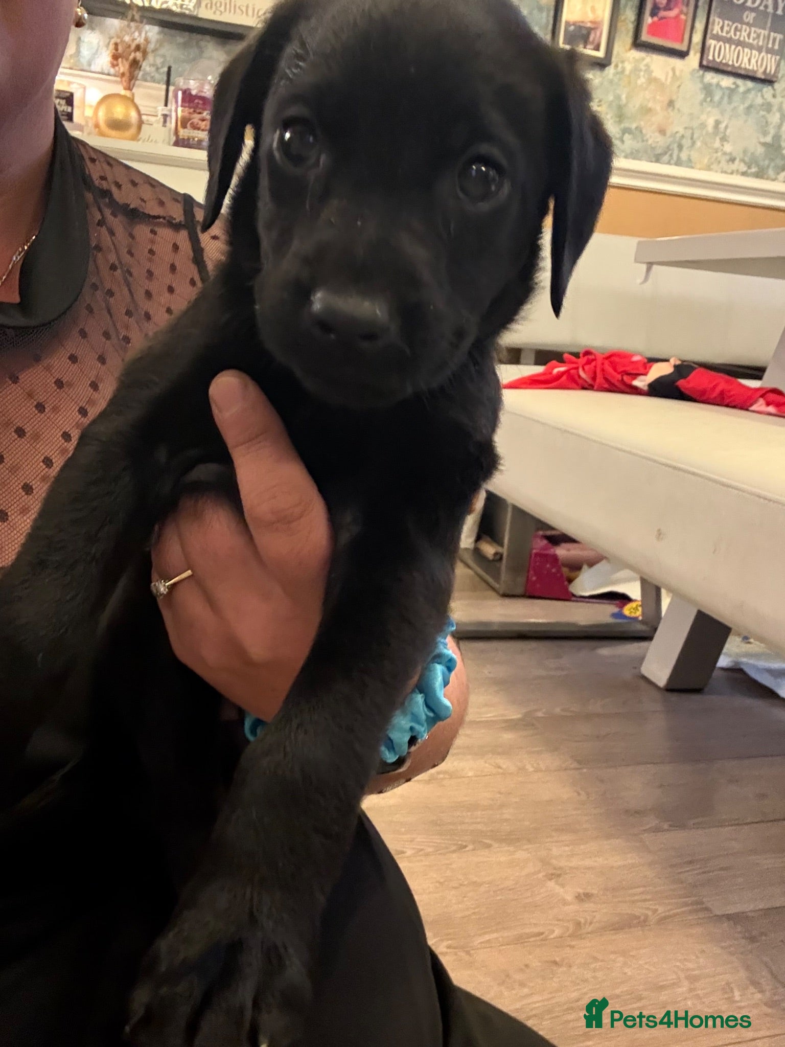 Labrador Retriever dogs     Family Raised Labrador x Boxerdor Puppies - Advert 2