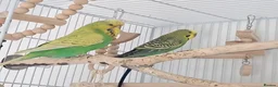 Budgerigars birds for sale: 2 budgies  - Advert 1