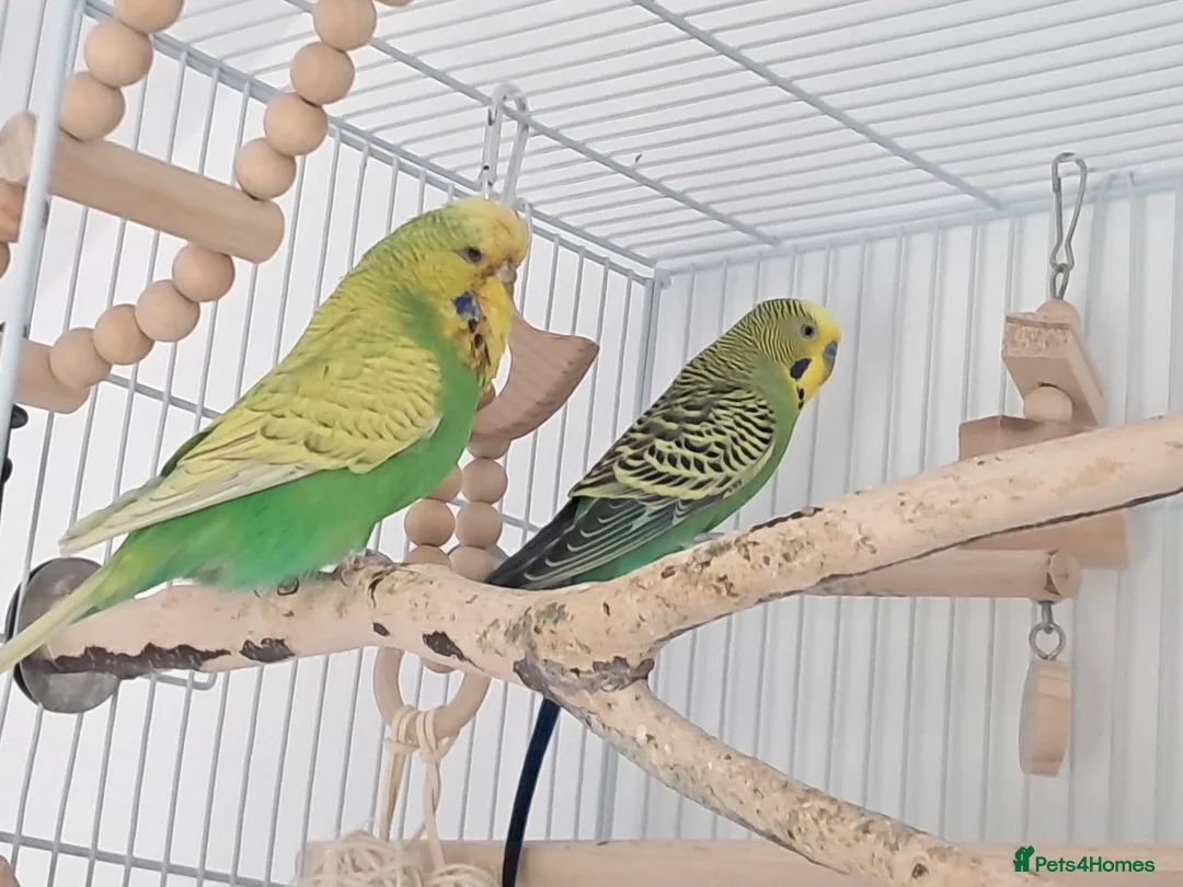 Budgerigars birds for sale: 2 budgies  - Advert 1