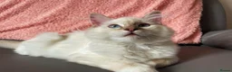 Ragdoll cats for sale: Registered Ragdoll Kittens - Advert 3