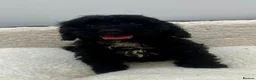 Cockapoo dogs for sale: Beautiful cockapoo puppies health tested parent's  in Hornchurch - Advert 7