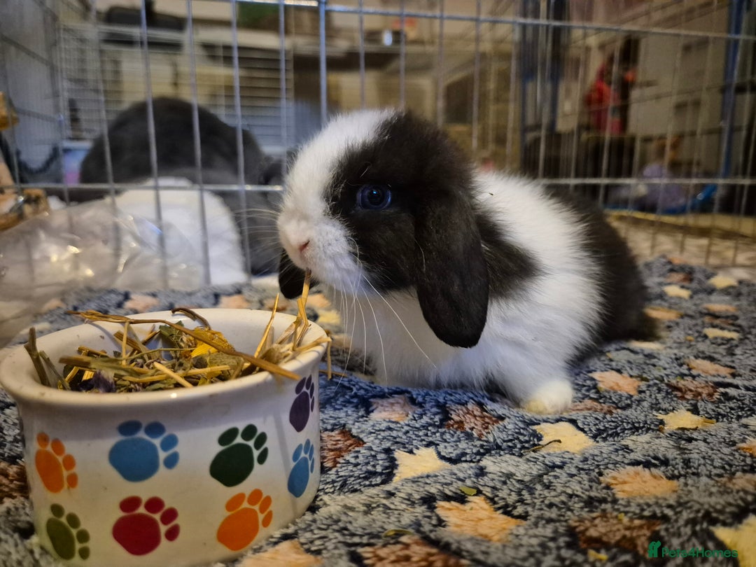 Mini Lop rabbits for sale: 💙 Baby Minilops Ready 25th💙  - Image 7
