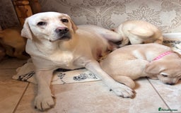 Labrador Retriever dogs for sale: Traditional english show type labrador puppies  - Image 9