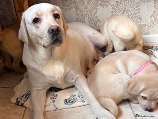 Labrador Retriever dogs Traditional english show type labrador puppies - Advert 12