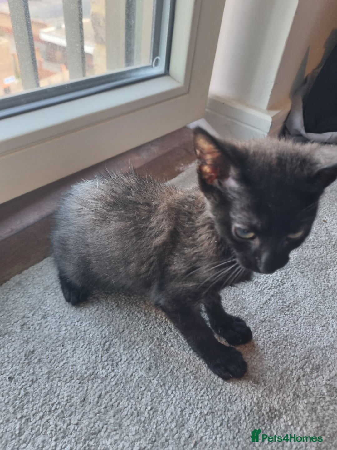 Mixed Breed cats for sale: Bengal cross Syhix - Image 8