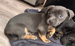 Mixed Breed dogs for sale: Daxiecross Frenchy  - Image 11