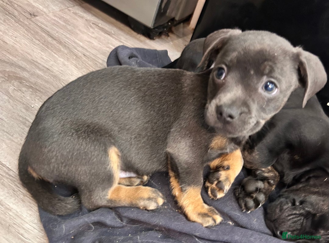 Mixed Breed dogs for sale: Daxiecross Frenchy  - Image 11