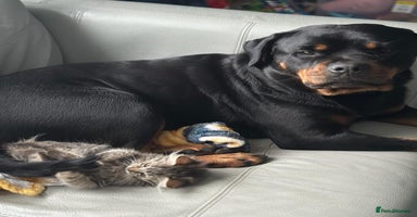 Rottweiler dogs - Advert 14