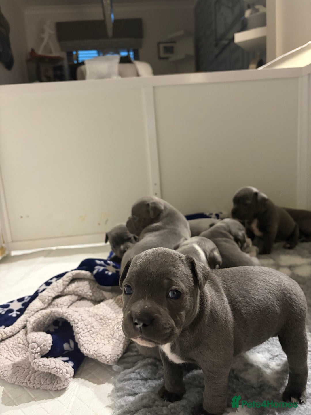 Staffordshire Bull Terrier dogs for sale: Pure Pedigree Blue Staffie Pups - Advert 5