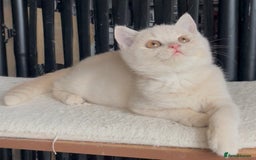 British Shorthair cats for sale: Beautiful BSH kittens  - Image 11