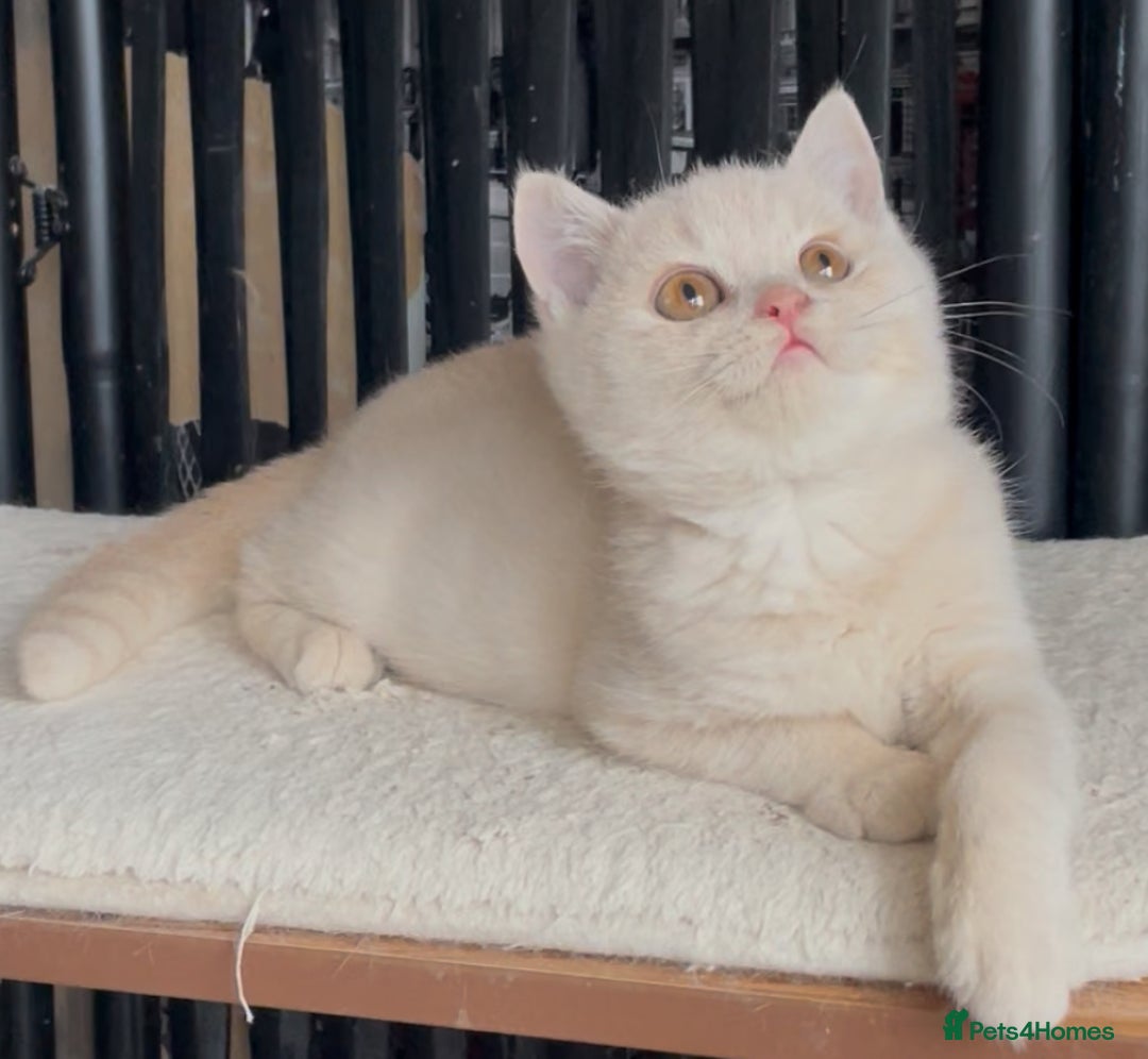 British Shorthair cats for sale: Beautiful BSH kittens  - Image 11
