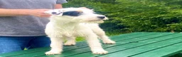 Parson Russell dogs for sale: Quality strong parson terrier pups call to - Advert 5