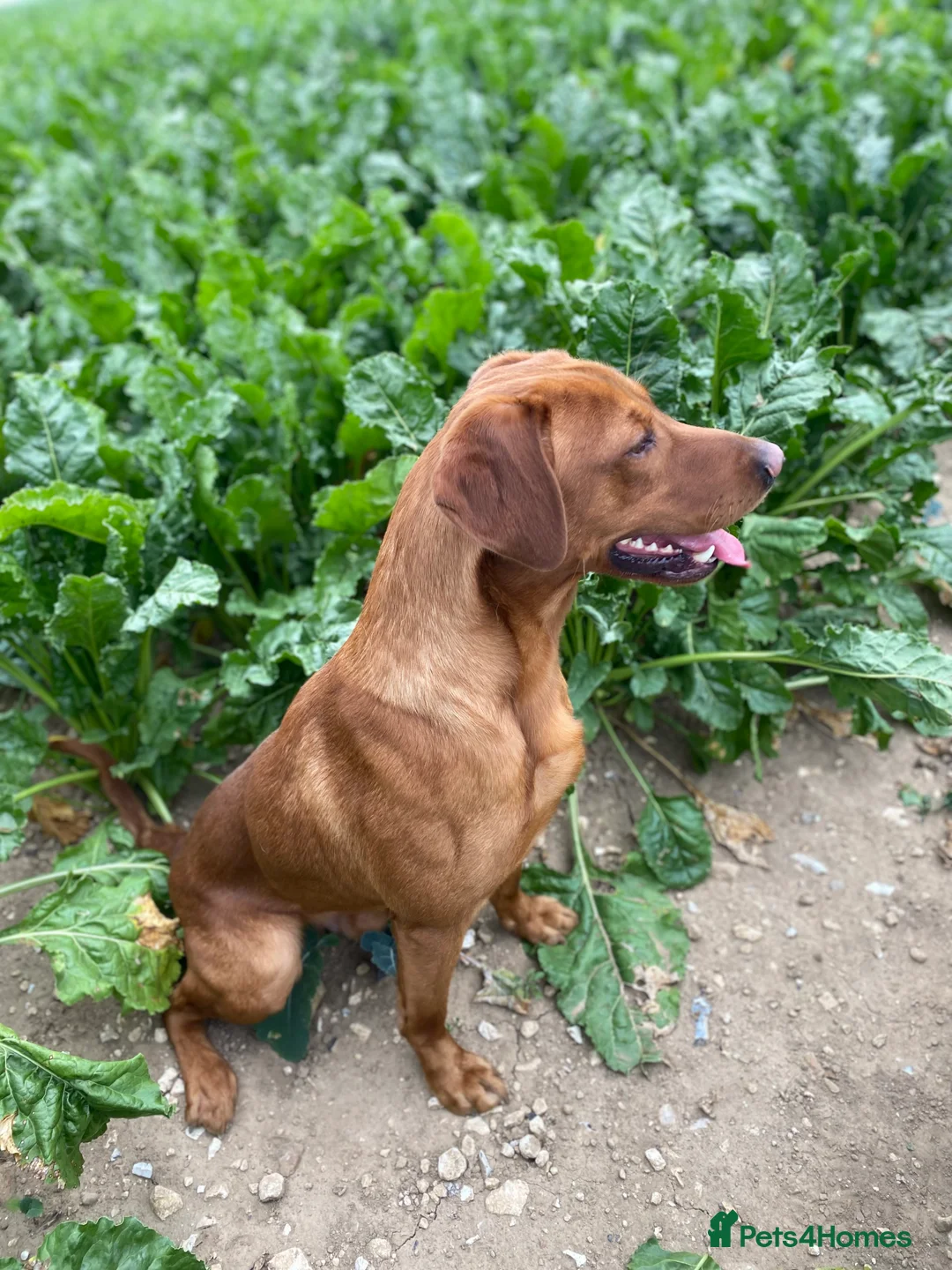 Labrador Retriever dogs for stud: Royal Red gun dog for stud - Advert 7