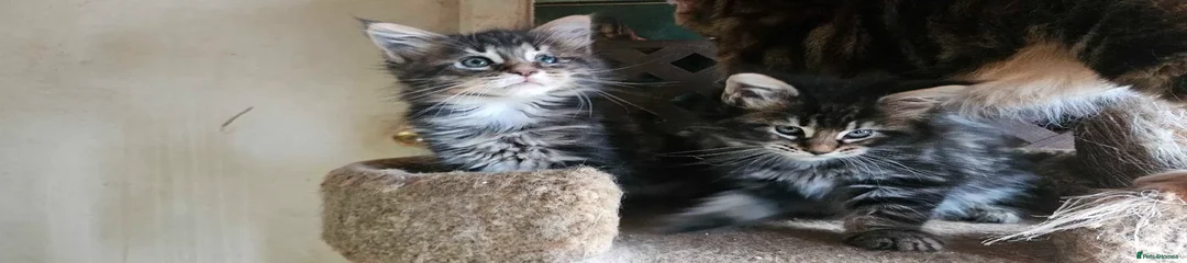 Maine Coon Kitten 3