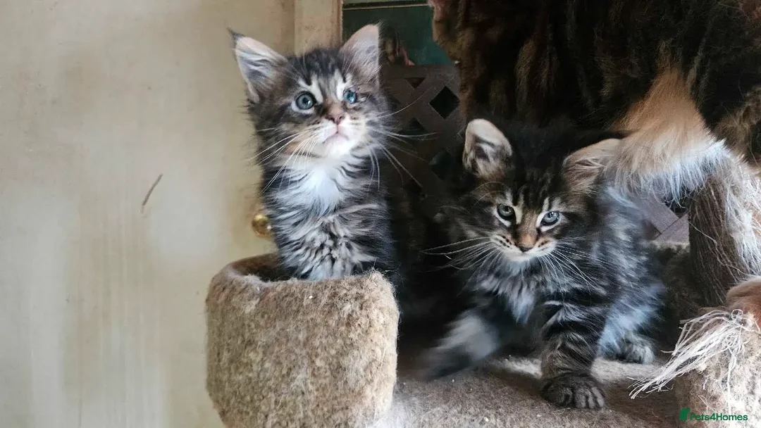 Maine Coon cats for sale: Raare Maine Coons - Image 2