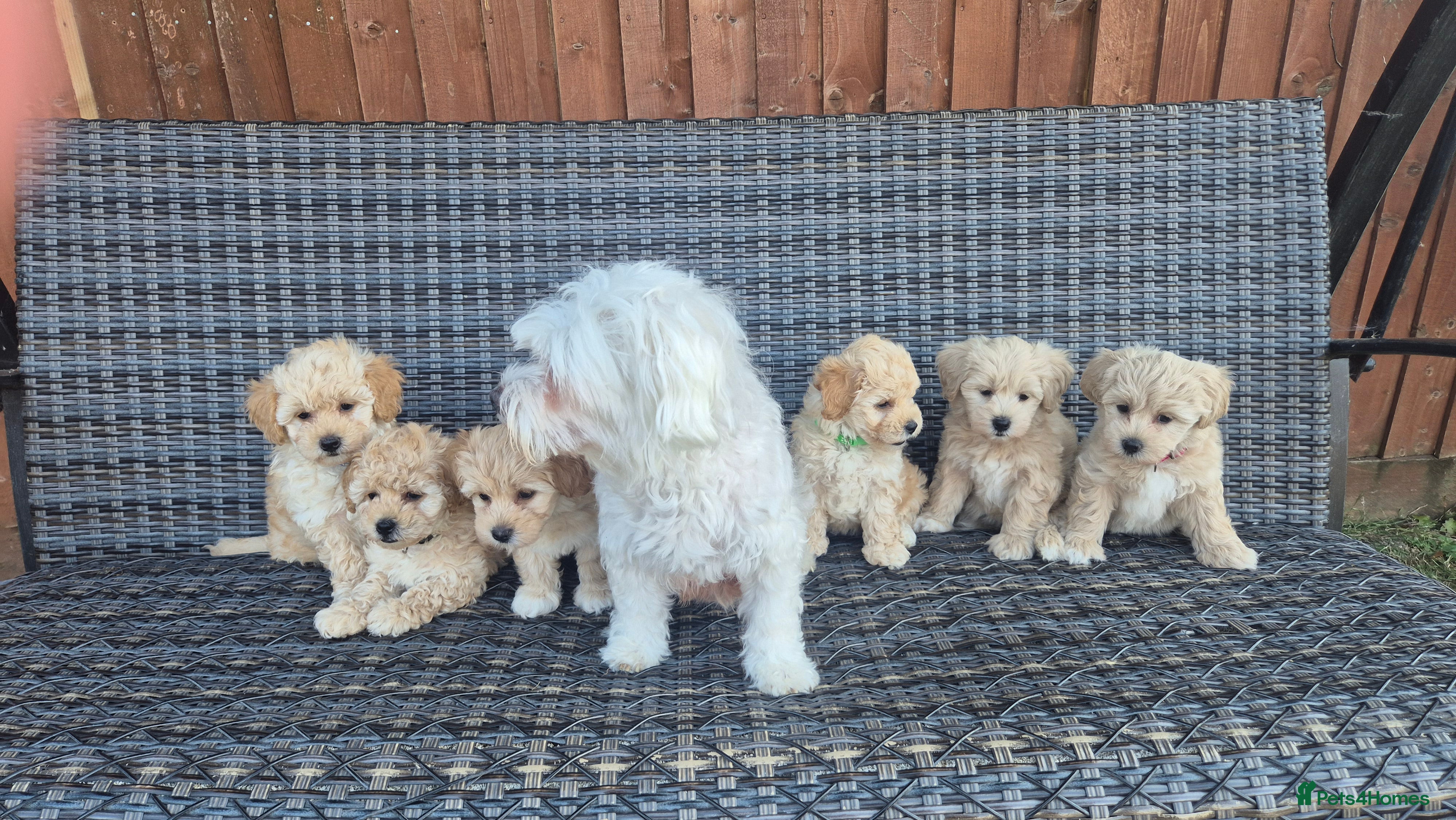 Maltipoo dogs 6 Maltipoo Puppies for Sale - Advert 2