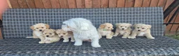 Maltipoo dogs for sale: 6 Maltipoo Puppies for Sale - Advert 1