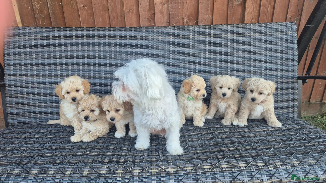 Maltipoo dogs for sale: 6 Maltipoo Puppies for Sale - Advert 1