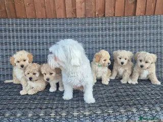 Maltipoo dogs 6 Maltipoo Puppies for Sale - Advert 12