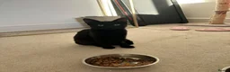 Mixed Breed cats for adoption: Bonded pair Limpet & Pip looking for a home - Advert 4