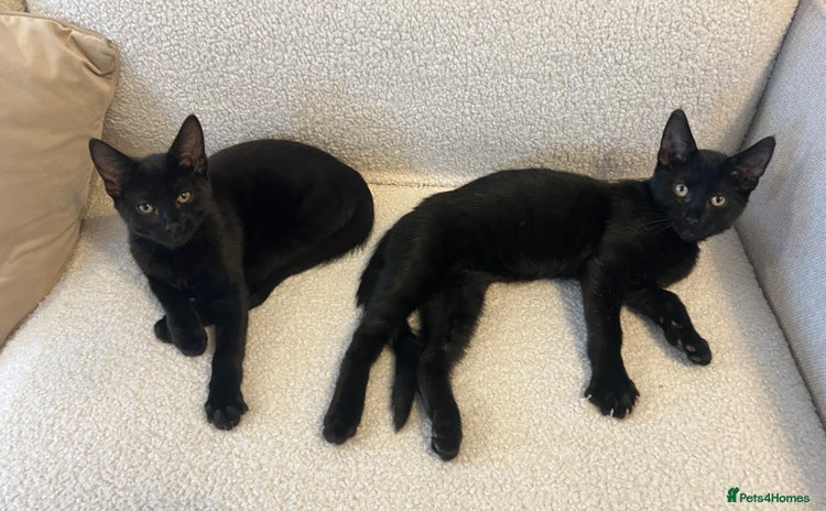 Mixed Breed cats - Advert 5