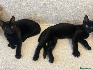 Mixed Breed cats - Advert 3