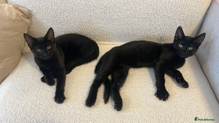 Mixed Breed cats - Advert 14