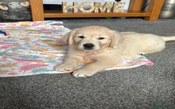 Golden Retriever dogs for sale: Golden retriever puppies  - Image 12