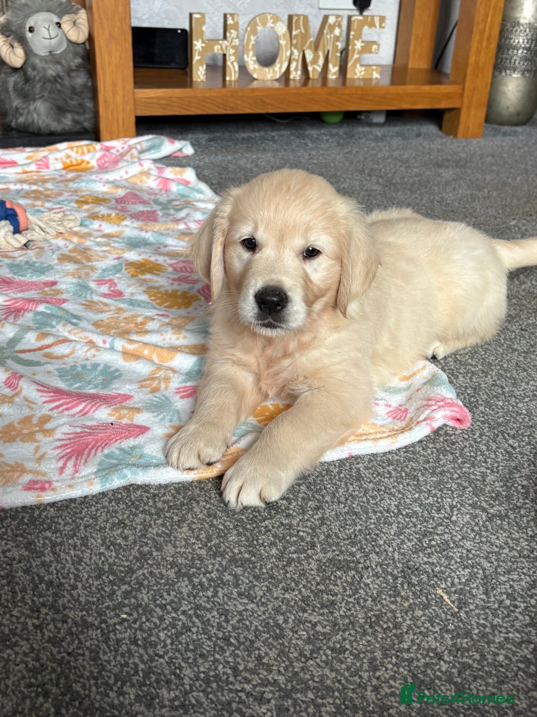 Golden Retriever dogs for sale: Golden retriever puppies  - Image 12
