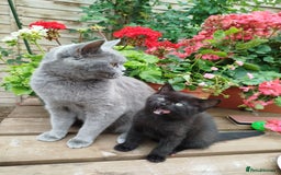 British Shorthair cats for sale: Beautiful kittens  - Image 5