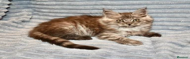 Maine Coon 5