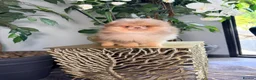 Pomeranian dogs for sale: Chocolate Merle Boy - Advert 7