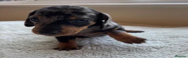 Dachshund 9
