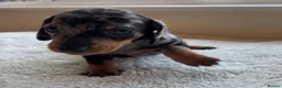 Dachshund dogs for sale: Standard Dachshund Puppies in Eye - Advert 2