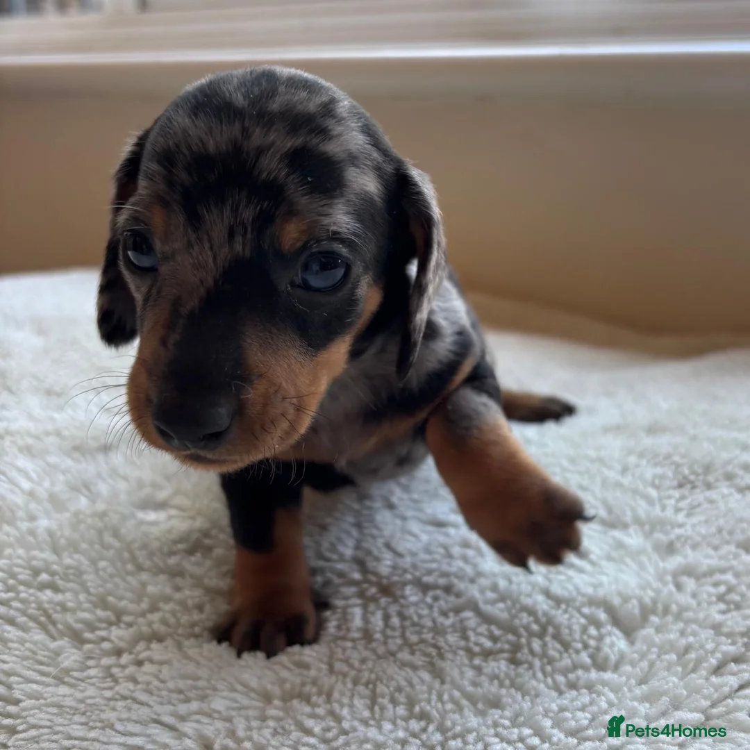Dachshund dogs for sale: Standard Dachshund Puppies in Eye - Advert 2
