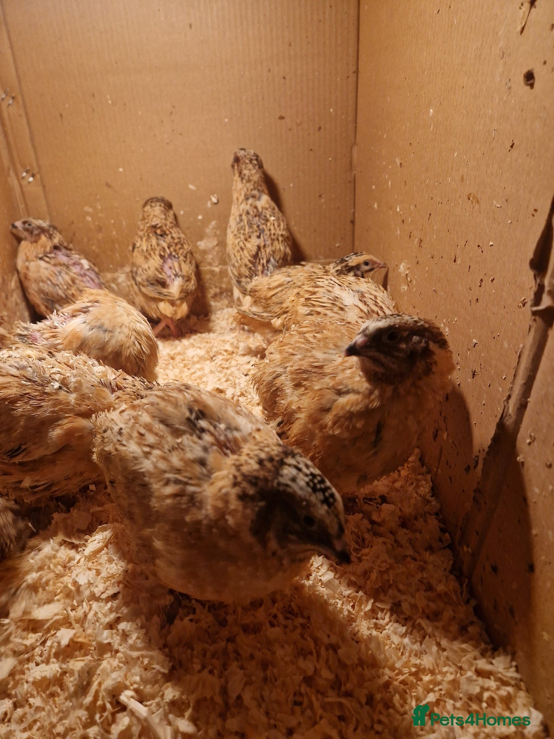 Quail poultry for sale: Jumbo coturnix quails - males - Advert 1