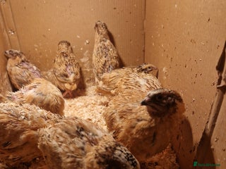 Quail poultry Jumbo coturnix quails - males - Advert 1