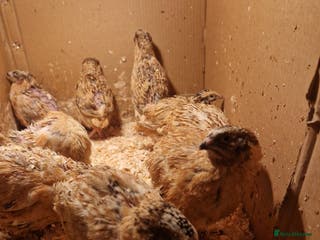 Quail poultry Jumbo coturnix quails - males - Advert 7