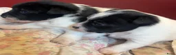 Jack Russell dogs for sale: 2 boy jack Russel  - Advert 12