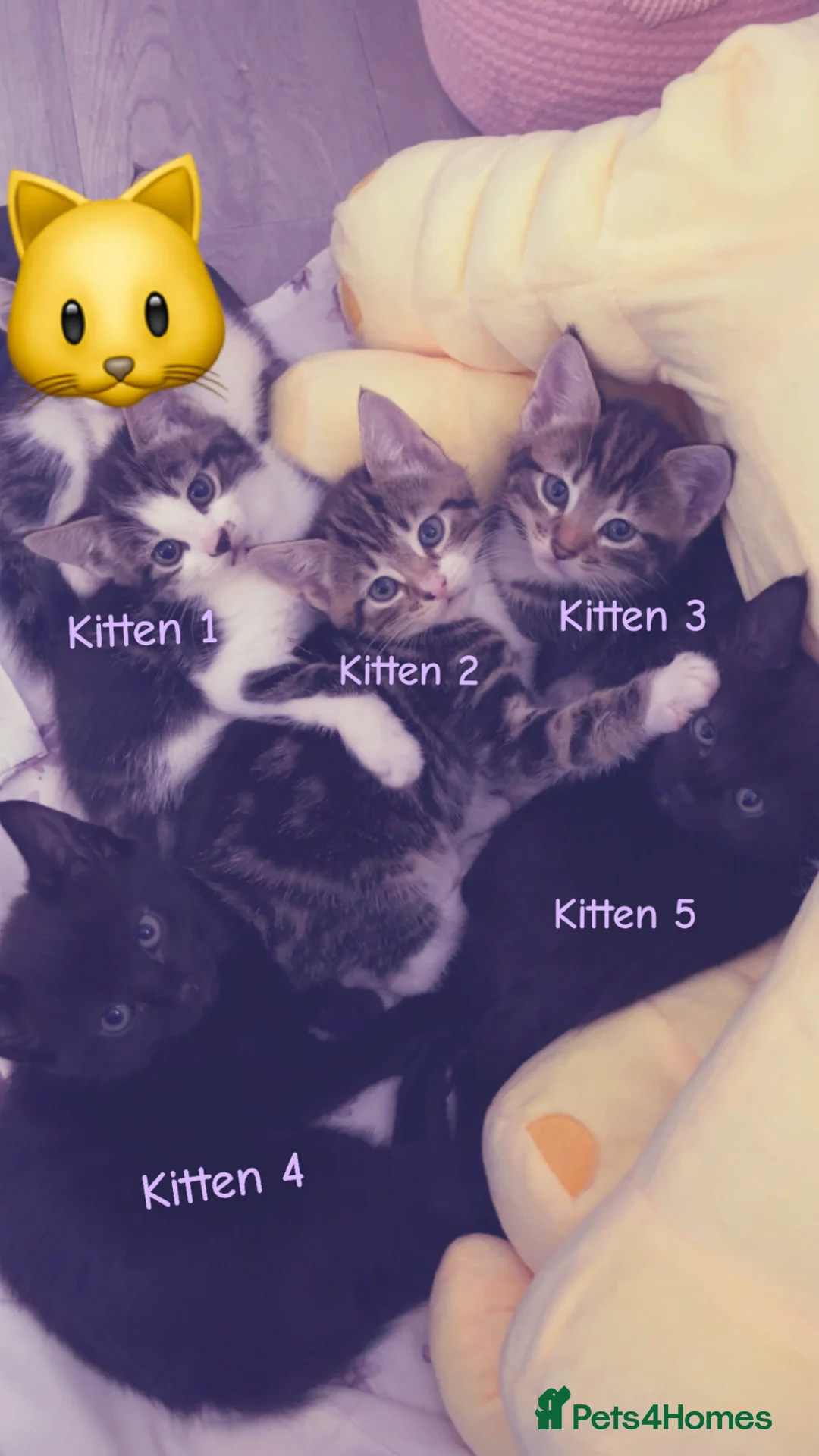 Domestic Shorthair cats for sale: 5 Beautiful Kittens💕 - Advert 1