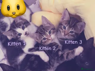 Domestic Shorthair cats 5 Beautiful Kittens💕 - Advert 17