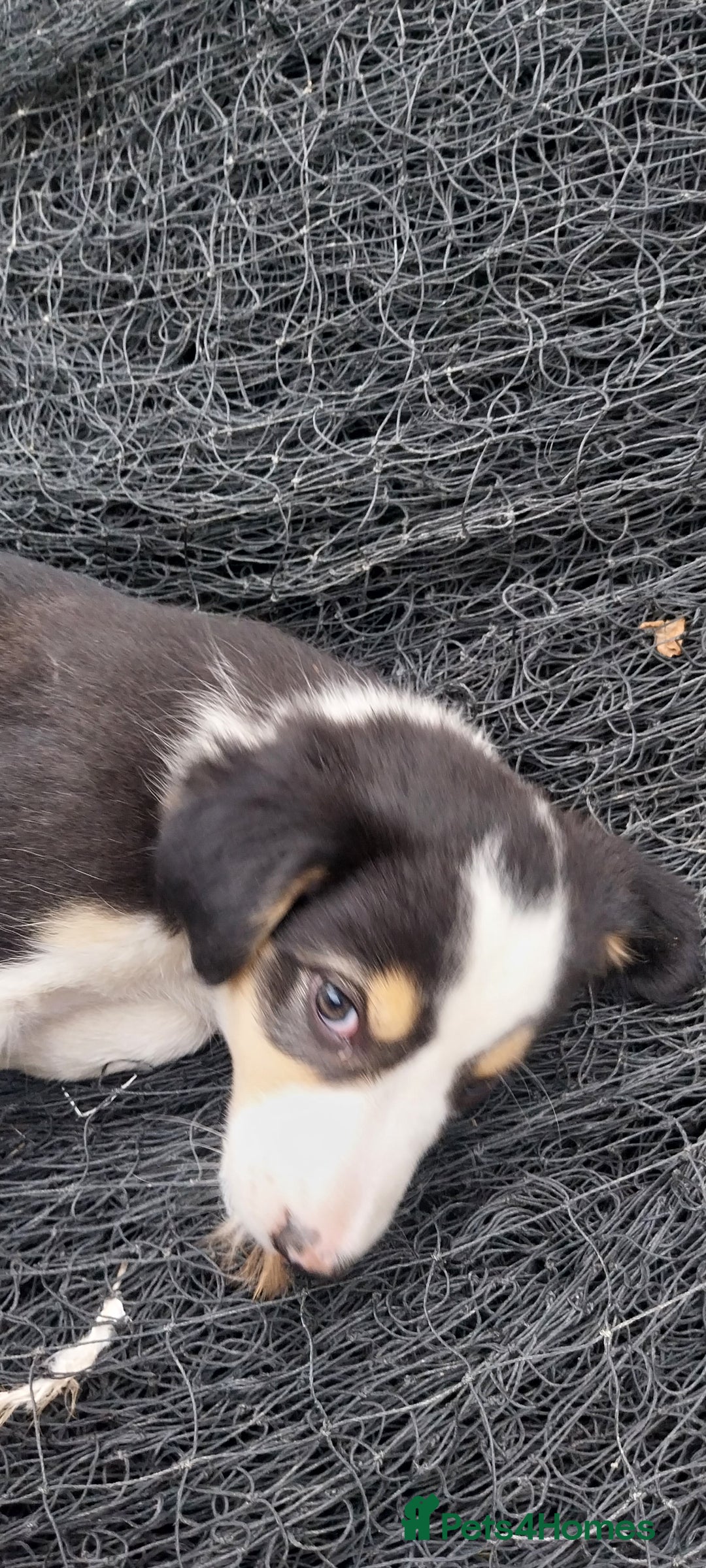 Border Collie dogs for sale: Four Female Border Collie Puppies  - Image 7