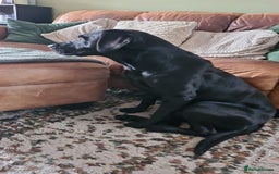 Labrador Retriever dogs for stud: Proven KC Labrador Stud in Stoke-on-Trent - Image 23