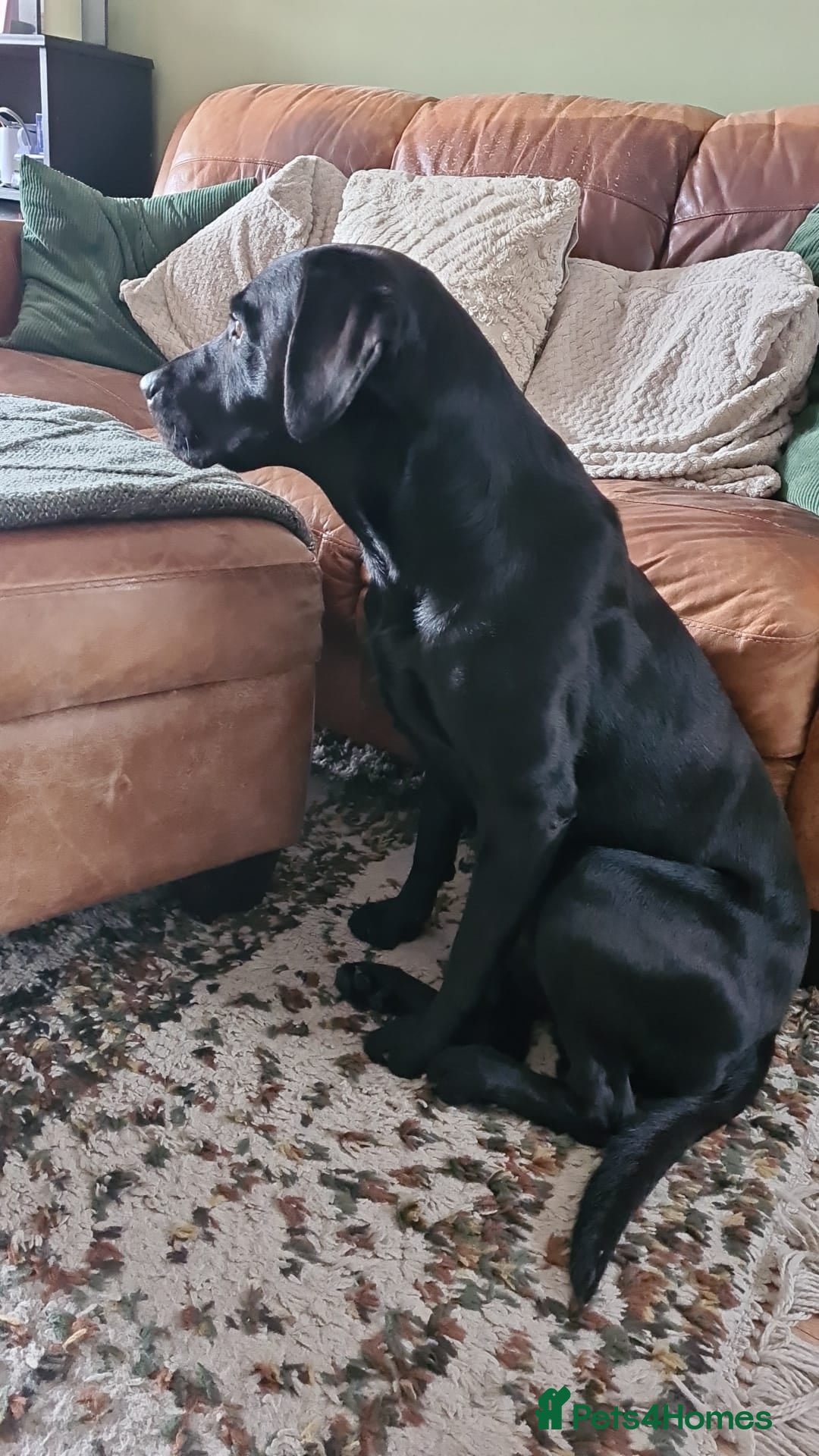 Labrador Retriever dogs for stud: Proven KC Labrador Stud in Stoke-on-Trent - Image 23