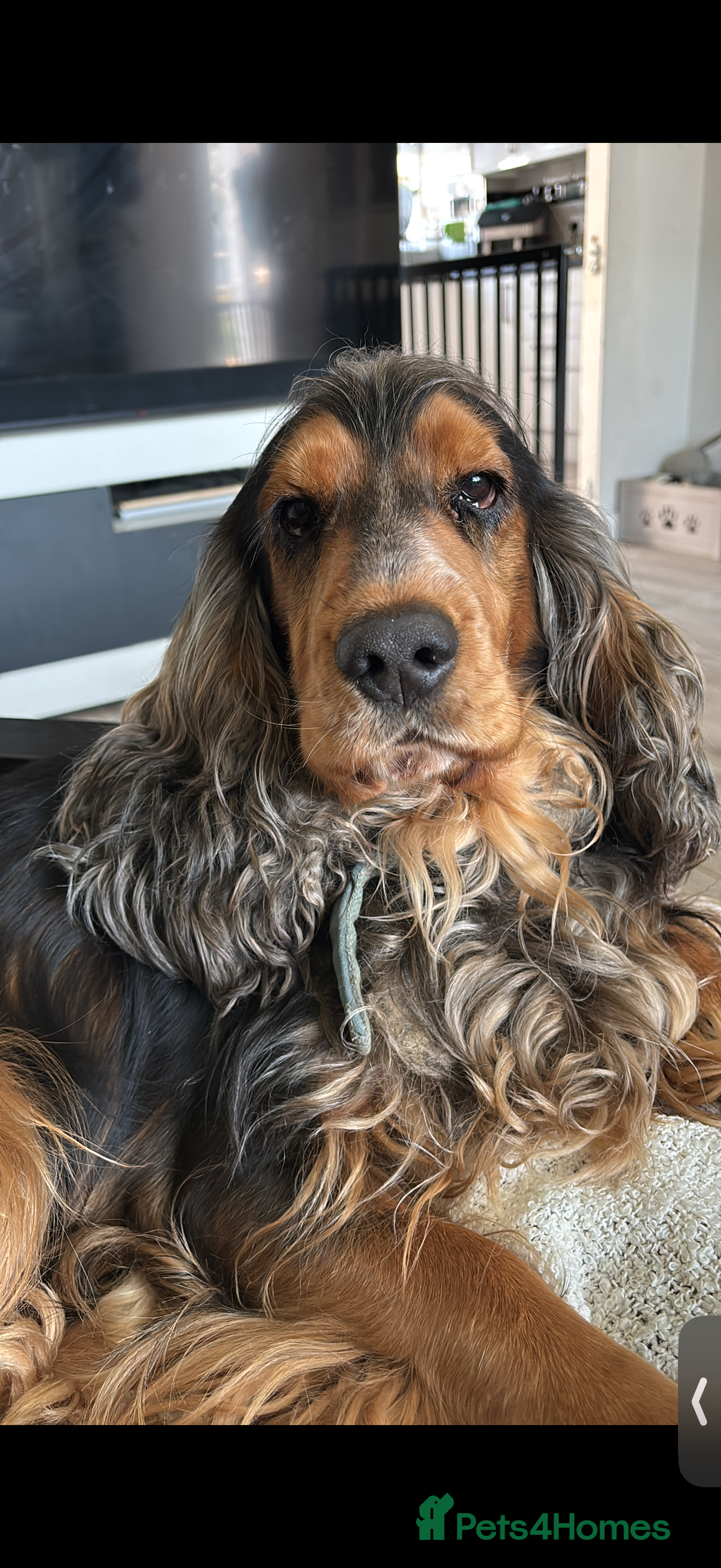 Cocker Spaniel dogs Cocker Spaniel male for stud - Advert 2