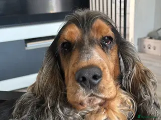 Cocker Spaniel dogs Cocker Spaniel male for stud - Advert 2